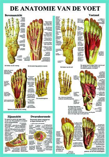 Affiche anatomie du pied, plastifié, 40 x 60 - Bowie Medical