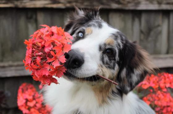Hond bloemen en planten - Chien fleurs et plantes