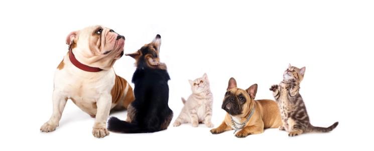 Healthy cats and dogs
