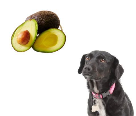 Hond avocado - Chien avocado