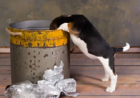 Hond afval vuilbak - Chien poubelle déchets