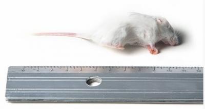 KB Kleine muis 6 - 15g 10kg
