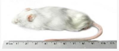 KB Grote muis 25 - 35g 1kg