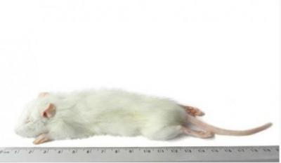 KB Weaner rat (60 - 90g) 1kg