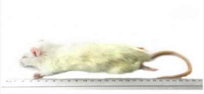 KB Kleine  rat (90 - 150g) 10kg