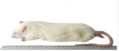 Rat très grande taille ( >350g)  10 kg